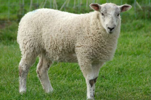 nhau thai cừu healthy care