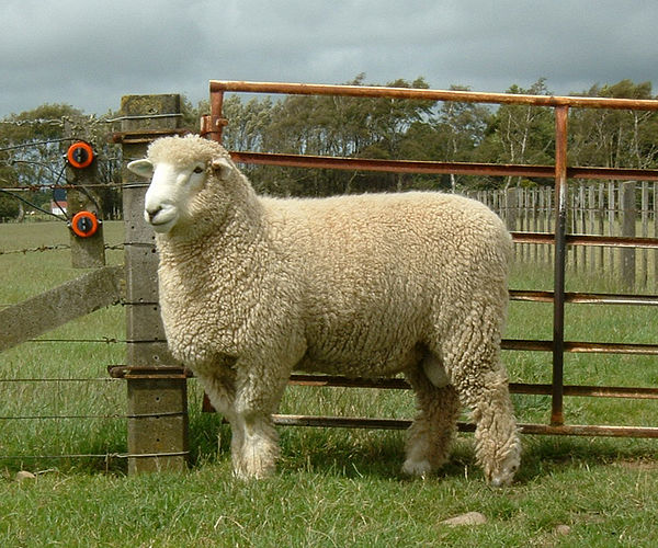 BẬT MÍ] Nhau thai cừu Úc liệu có tốt như lời đồn?