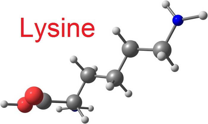 Lysine là gì?