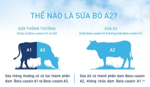 Sụ khác nhau giữa sữa thông thường và sữa A2