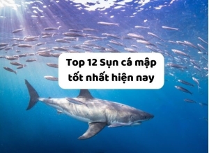 TOP 12 loại viên uống sụn cá mập tốt nhất, được các chuyên gia khuyên dùng